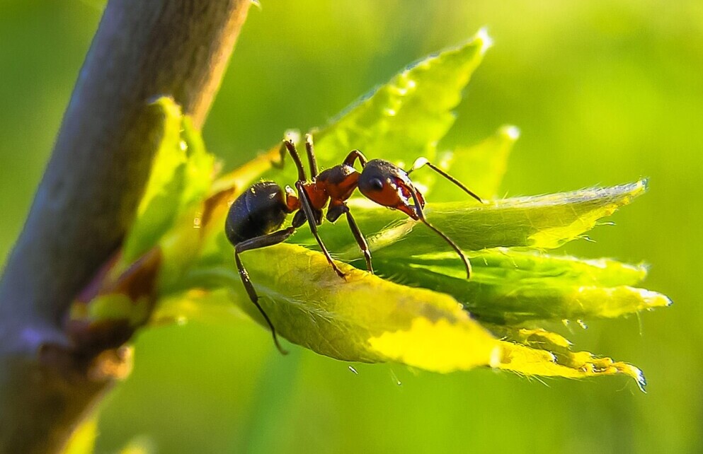 Additional Reflections on Ant Dreams