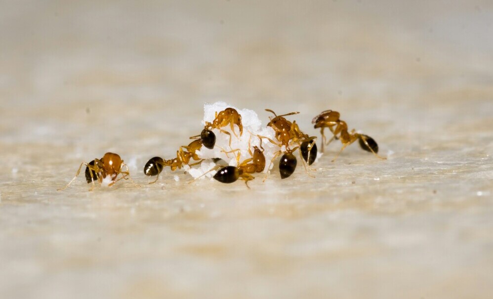 Advanced Dream Analysis Tips