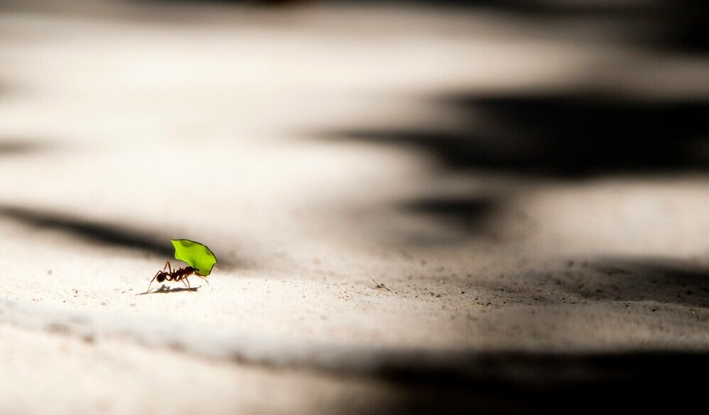 Common Dream Scenarios Involving Ants