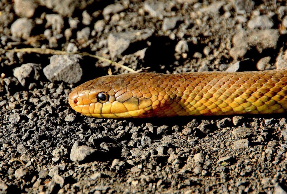 Common Interpretations of Snake Dreams