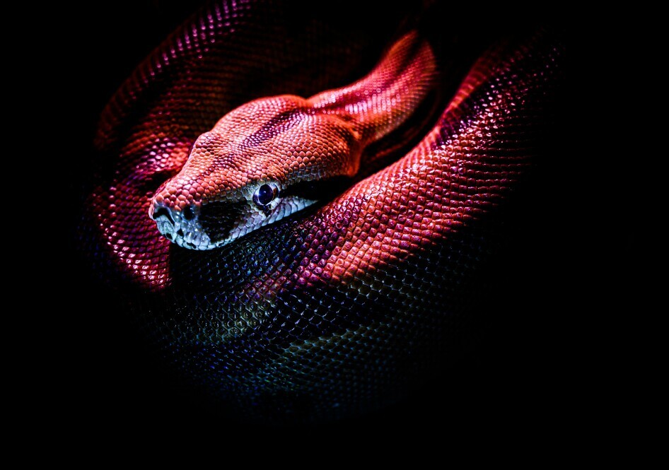 Snake Dreams