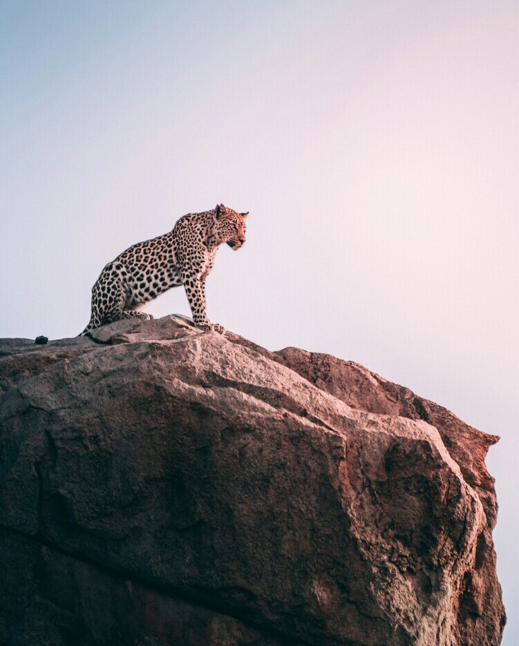 Dreams About Animals: What They Say About Your Instincts