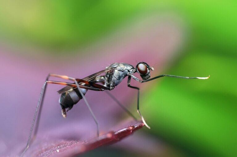 Dreams About Ants: Meaning, Stress, and Productivity