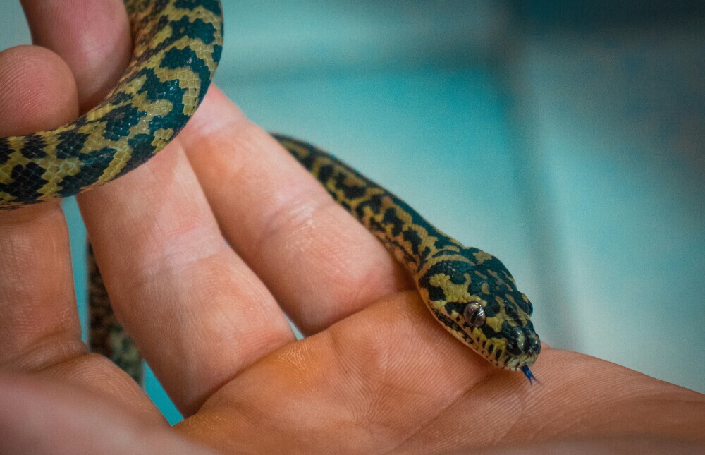 Wrapping Up: Reflections on Snake Dreams