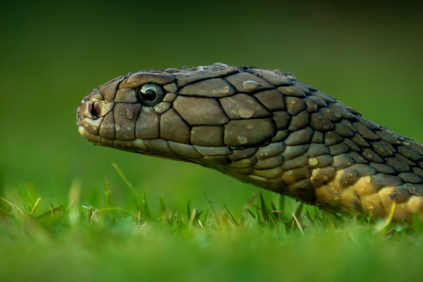 Dream About Snakes: Meanings, Interpretations, and Symbolism